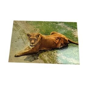 Vintage Great Adventure Jackson NJ African Lioness Safari Park Postcard